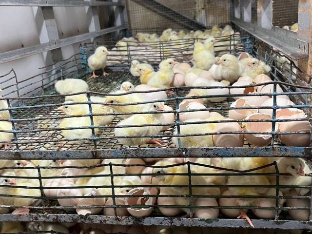 Фото: 🐥 Сегодня у нас вывод импортного цыплёнка-бройлера!
