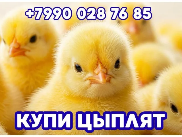 Фото: Продаем цыплят кур-несушек мясояичных пород. В наличии 2х месячные и 1месячные цыплята. Тел.: ,