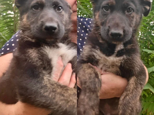 Фото: 🐕 Щенки немецкой овчарки (2 МАЛЬЧИКА)
