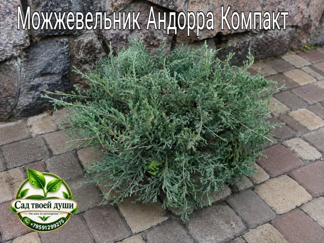 Фото: Можжевельник Андорра Компакт