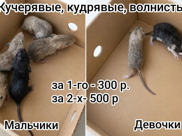 Фото: Милые декоративные крысята кудрявые/кучерявые, белые (крысы, грызуны)  ищут любящий дом. Ручные, ласковые, здоровые, кра