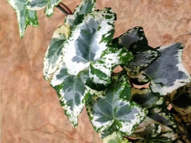Фото: 🌿Продам растения🌿Сортовые Хедеры (Плющи)🌿Неприхотливое комнатное и садовое растение🌿Мирится с недостаточным освещением,