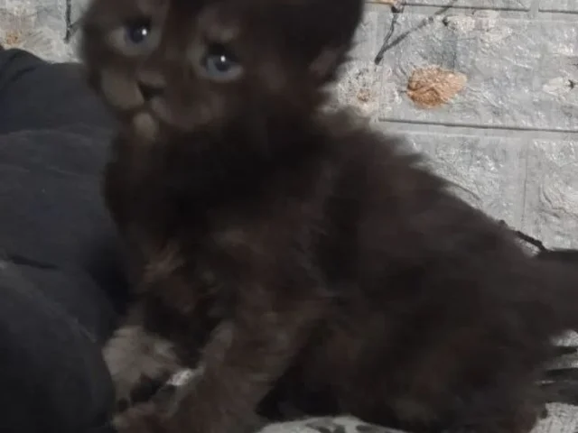 Фото: Открыта бронь на котят породы мейн-кун из питомника Ecstatic Soul (WCF) 🐱