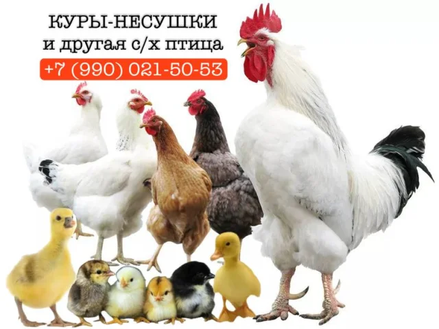 Фото: В наличии и под заказ куры несушки и другая с/х птица🐔🐓🦆🪿🐥