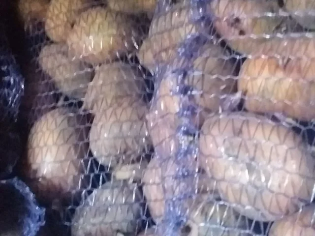 Фото: Продам домашний картофель второго урожая, сорт Словянка 60 руб за кг, Энергодар,  возможна доставка к подъезду от 5 кг, 