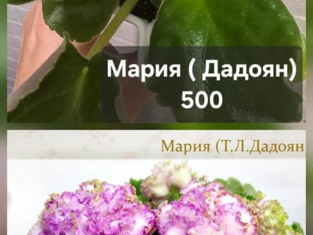 Фото: Донецк, встреча по договорённости