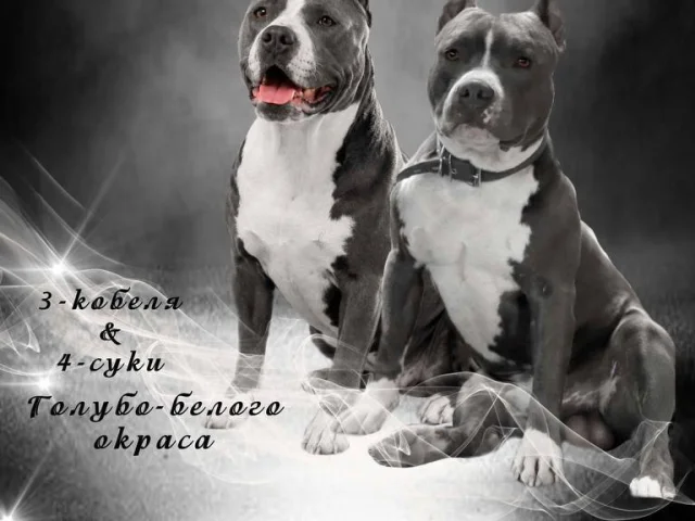 Фото: 🐾ПОРОДИСТЫЕ ЩЕНКИ АМСТАФФА🐾