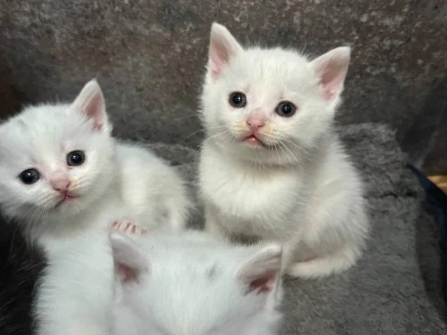 Фото: Отдам котят в добрые руки