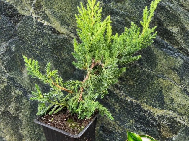 Фото: ✨ Можжевельник «Голд Стар» — яркий акцент для вашего сада! 🌿