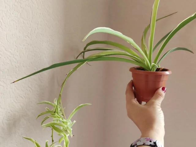 Фото: Хлорофитум вариегантный 200 руб