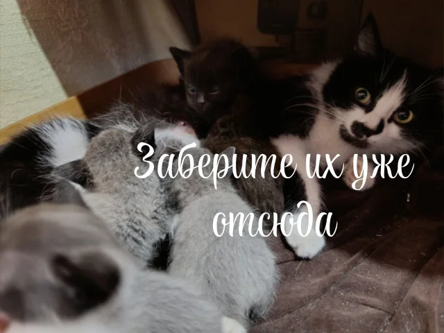Фото: Отдам бесплатно в хорошие руки троих замечательных пушистых котят