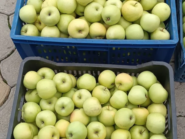 Фото: Продам домашнее яблоко Голден (Грушовка) только сорвано с дерева по 100 руб. за кг. Крупное, сочное, сладкое. Макеевка,