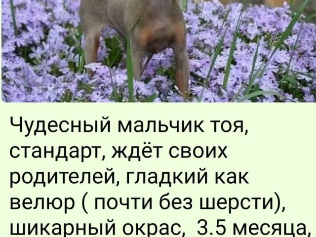 Фото: Мелитополь цена 17 тысяч