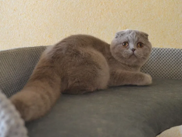 Фото: Шотландская вислоухая кошечка. Возраст 4 мес. Цена 12 тыс