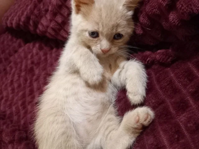 Фото: Вaшeму вниманию пpедлагаются шотландскиe котятa.🐾
