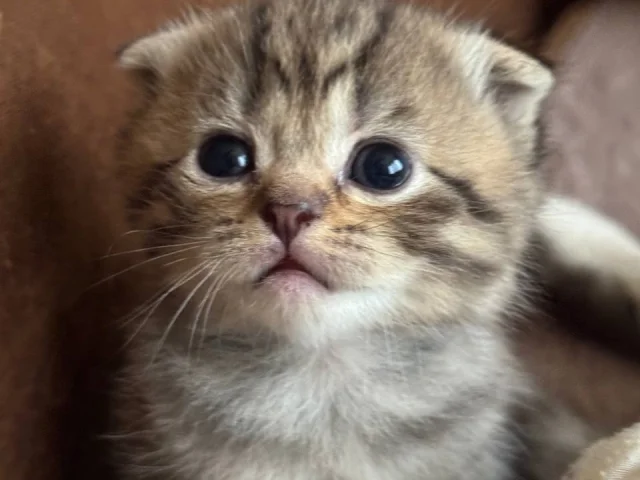 Фото: Готовятся к бронированию очаровательные шотландские котята😻✨ «скоттиш фолд» и «скоттиш страйт»