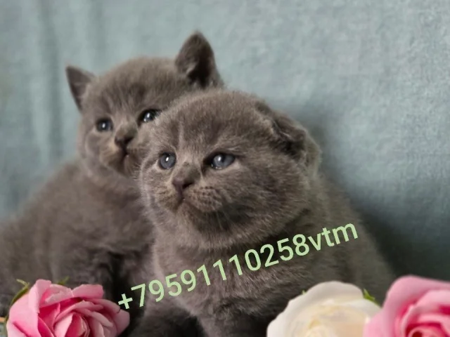 Фото: Очаровательные котята-малыши