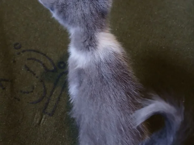 Фото: Отдам котят в добрые руки.🤗