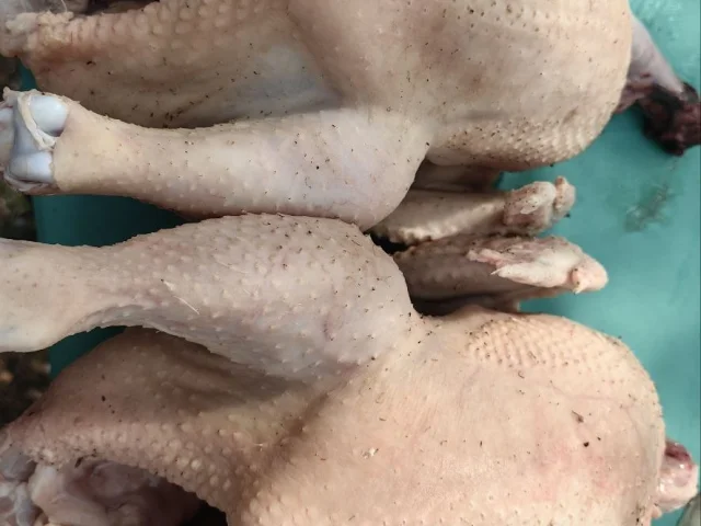 Фото: Домашние курочки