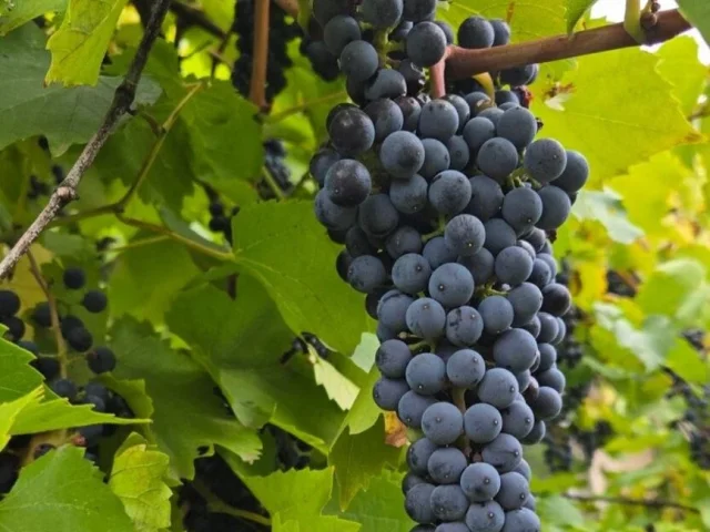 Фото: Винный виноград 🍇 50руб/кг, Луганск