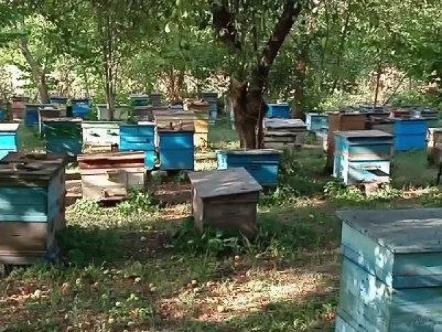 Фото: Продаю настоящий мëд. Разнотравье+донник 2026 год, 1000 рублей литр. Подсолнечный+разнотравье- 600 рублей литр.Любые про