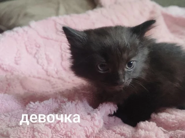 Фото: Отдам в добрые руки котят, возраст 1.5 месяца