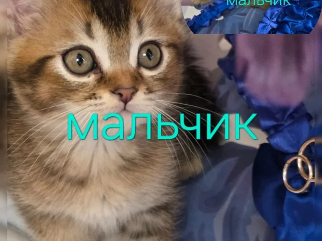 Фото: Горловка.Продаються шотландские котята .Больше видео, фото и книга отзывов о моих котятах у меня на страничке. Тел. или 