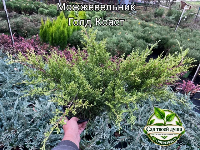 Фото: Можжевельник Голд Коаст