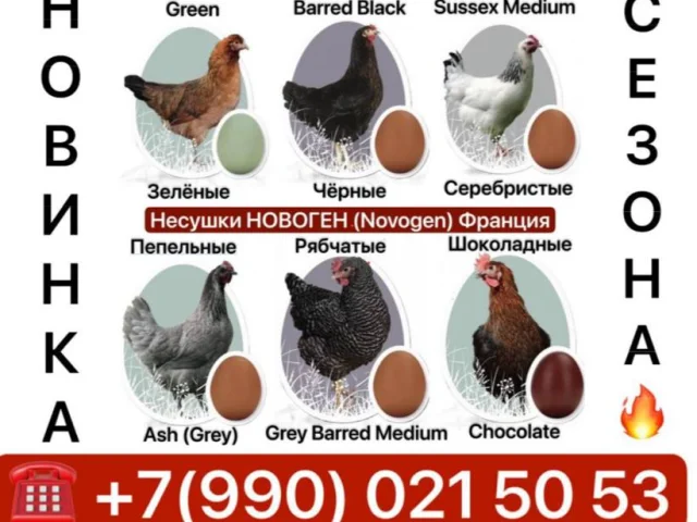 Фото: 🚨В наличии и под заказ куры несушки и другая с/х птица