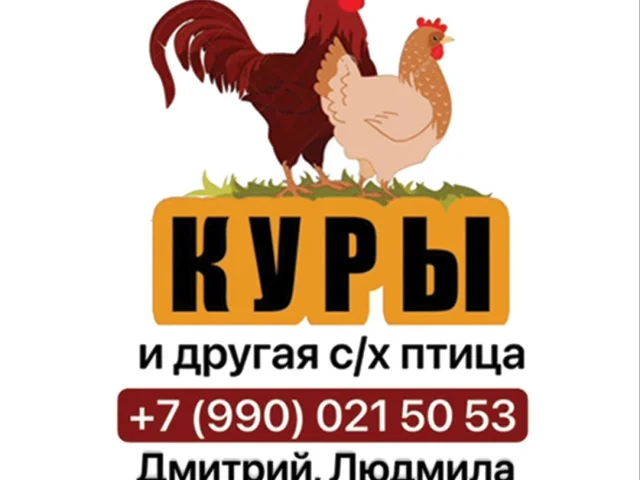 Фото: 600₽ - КУРОЧКИ мясо-яичные Адлерская серебристая 3 месяца