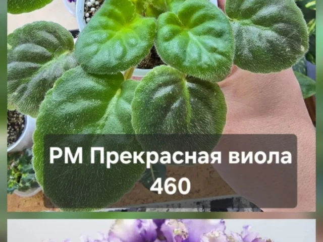 Фото: Донецк, встреча по договорённости