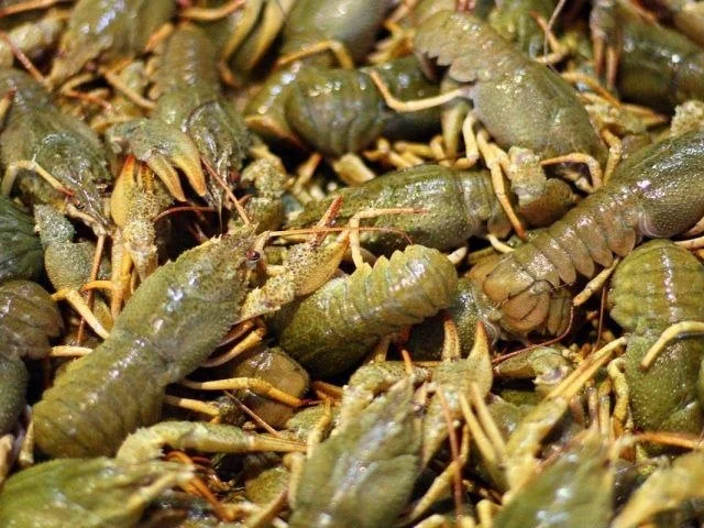 Фото: Живой местный средний рак, чисты , вкусный 2200р кг+ специи в подарок Луганск
