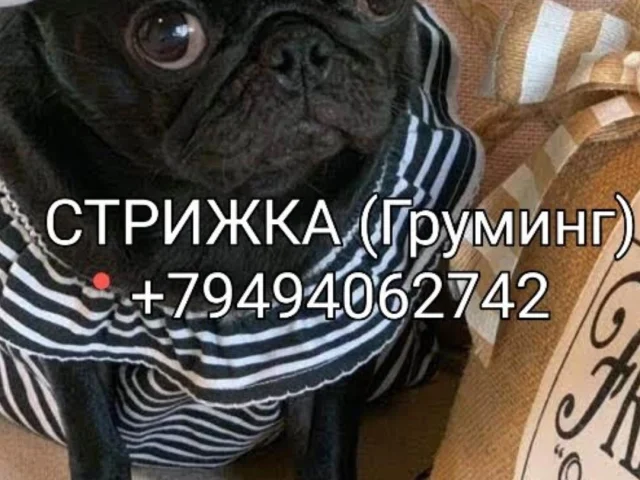 Фото: Стрижка собак и кошек , большой опыт работы, возможен выезд на дом питомца , находимся Текстиль щик Кировский район Доне