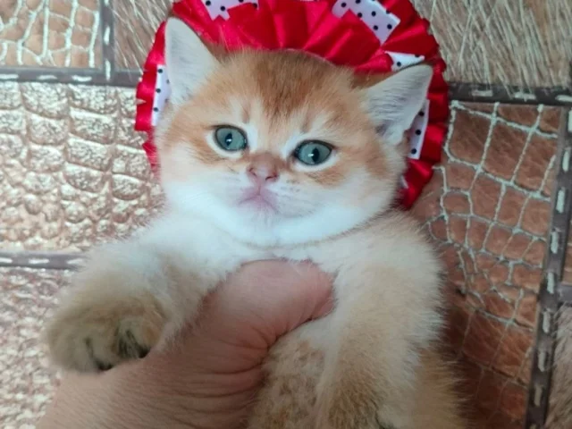 Фото: Кто давно хотел но никак не мог решиться на покупку шотландского котёнка золотого окраса. Пишите звоните - и ваша мечта 