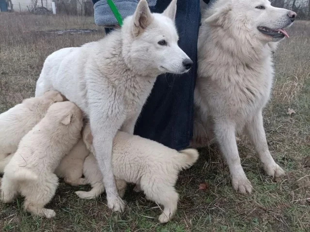 Фото: Щенки Белой Швейцарской Овчарки .БШО