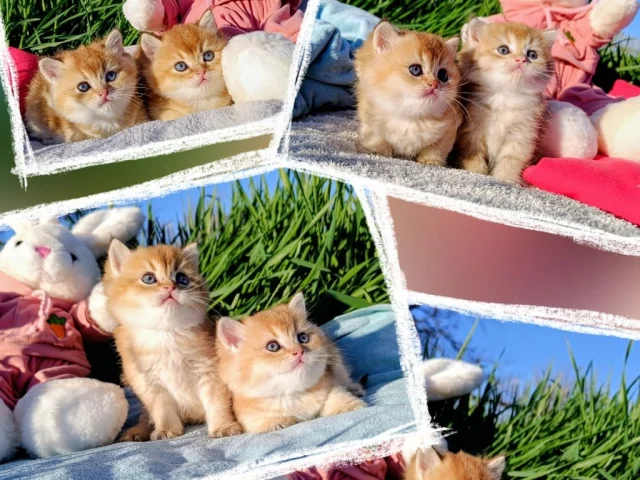 Фото: 😻😻😻 ПОРОДИСТЫЕ БРИТАНСКИЕ КОТЯТА ШИНШИЛЛЫ