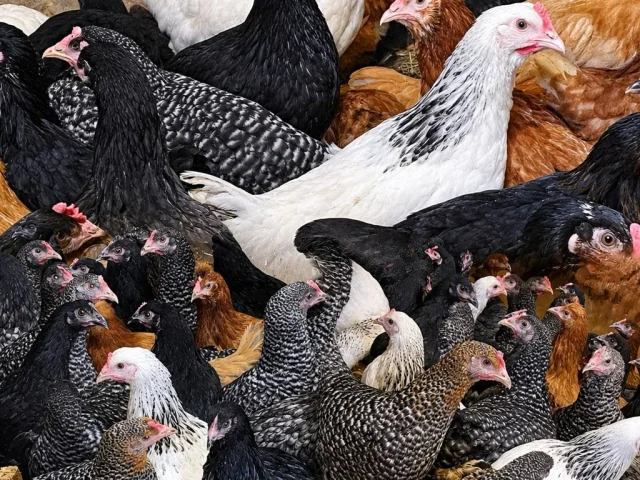 Фото: ПРОДАМ КУР-НЕСУШЕК, скоро начнут нестись