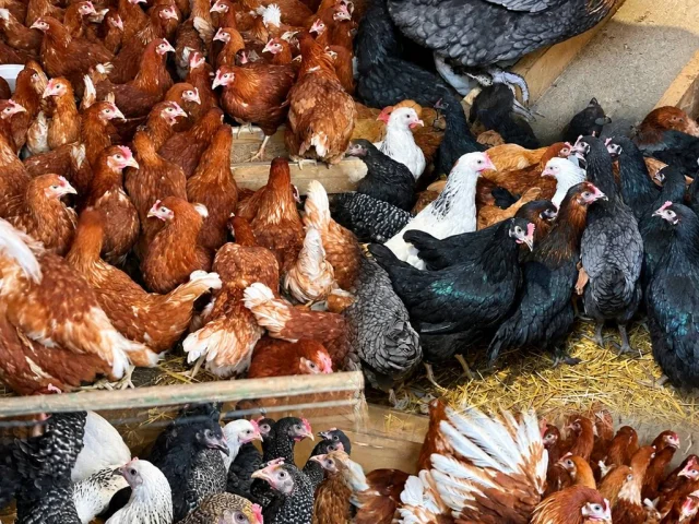 Фото: ПРОДАМ молодняк КУР-НЕСУШЕК, скоро начнут нестись