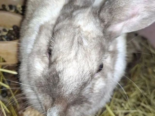 Фото: Продам кролика 🐇