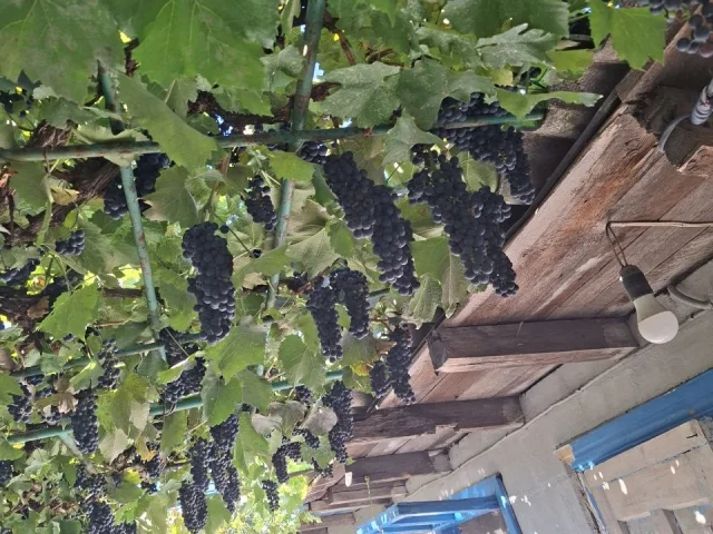 Фото: Продам винный виноград, сорт "РАСТРЁПА ", цена 250руб. за ведро!