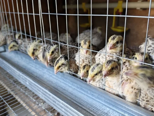 Фото: Предлагаю к продаже: