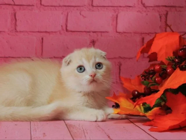 Фото: Скотиш фолд кремовое золото с нежно голубо-зелеными глазами 🥰 очень необычный окрас , хороший загиб ушей🥰 Sfs ey 11 boy