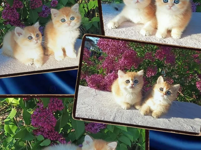 Фото: ЗОЛОТЫЕ БРИТАНСКИЕ КОТЯТА 🥰🥰🥰