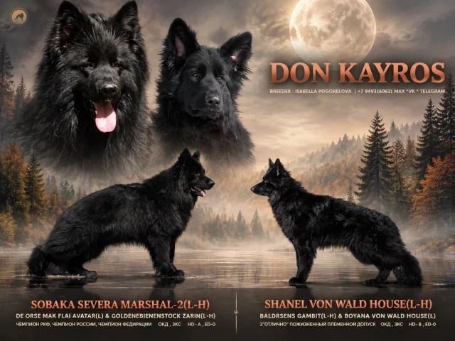 Фото: ️ Эксклюзивное и долгожданное пополнение в нашем питомнике " Don Kayros " 24 года с вами 🌺🌺- щенки Немецкой овчарки " Шо