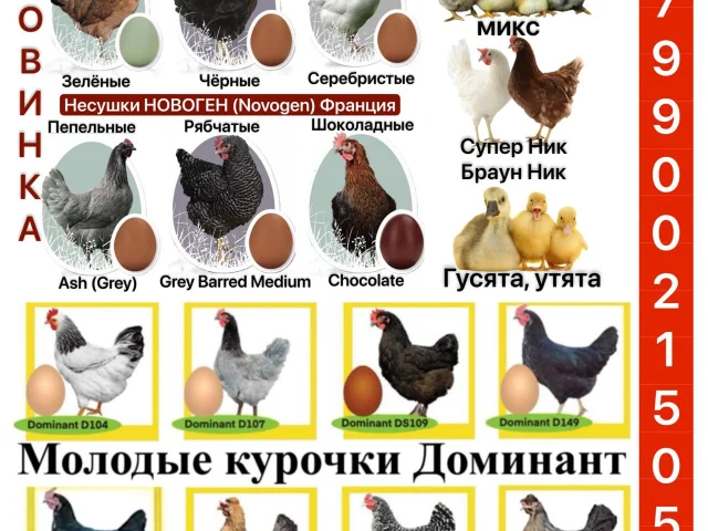 Фото: 🚨В наличии и под заказ куры несушки и другая с/х птица