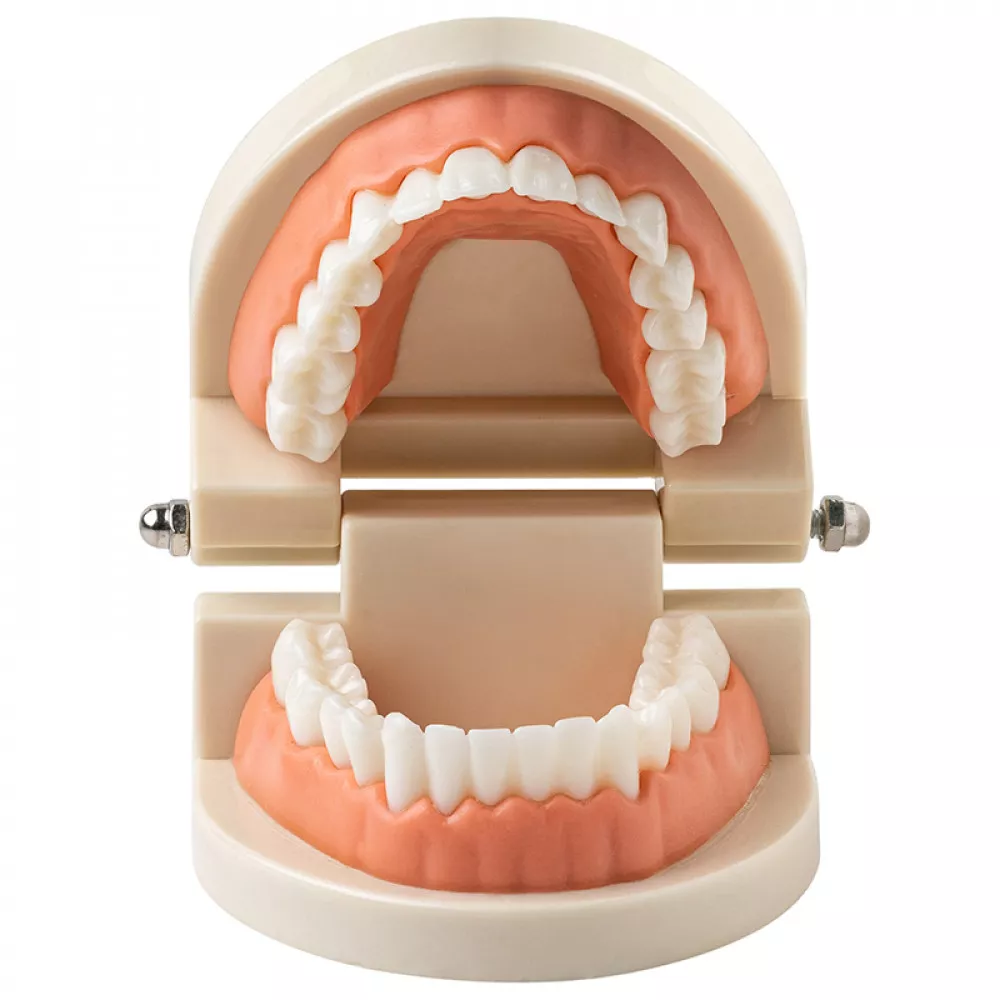 Демонстрационная модель Revyline TM-050  "Зубы" малая
