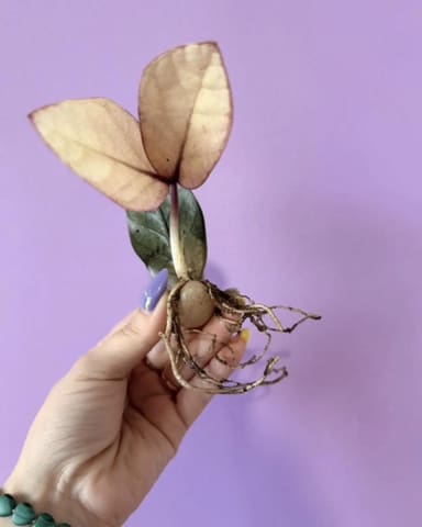 Замиокулькас Akebono Black Pink