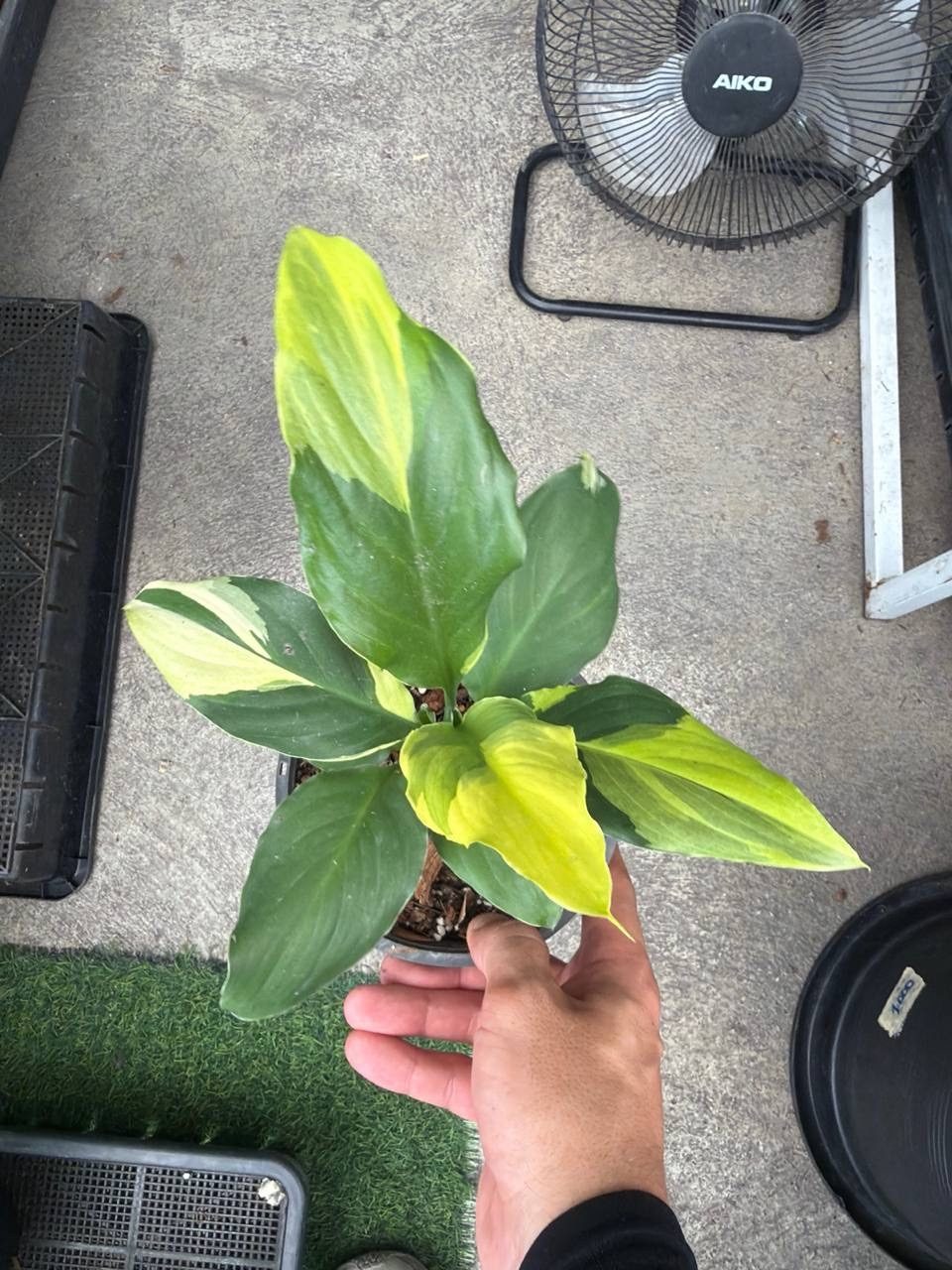 Спатифиллум Волшебник (Wizard yellow variegata)