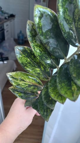 Замиокулькас Black honey lemon