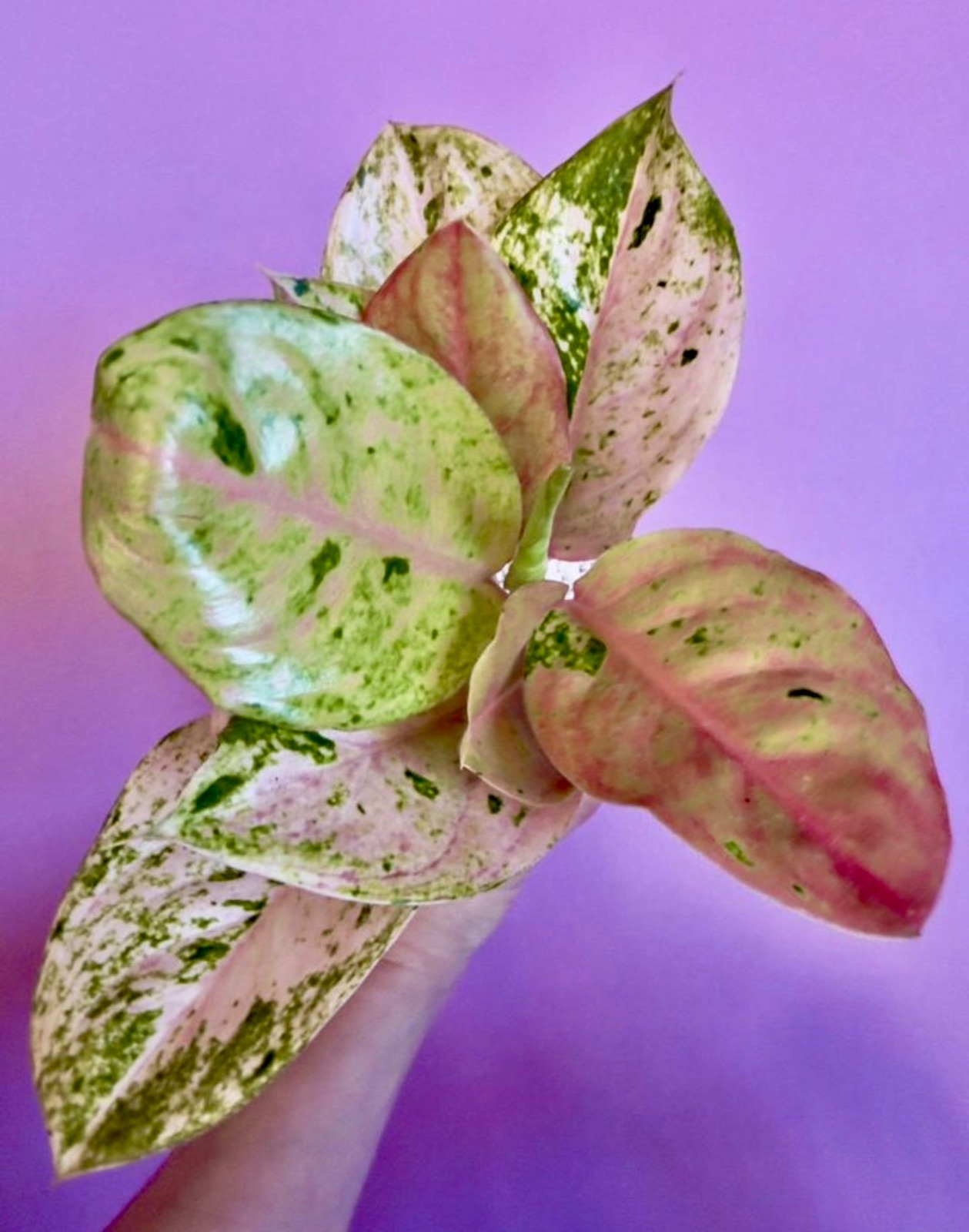 Аглаонема Pink Emerald